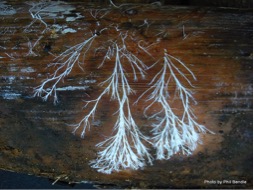 mycelium
