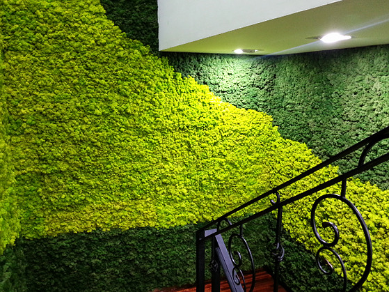Indoor Moss Walls