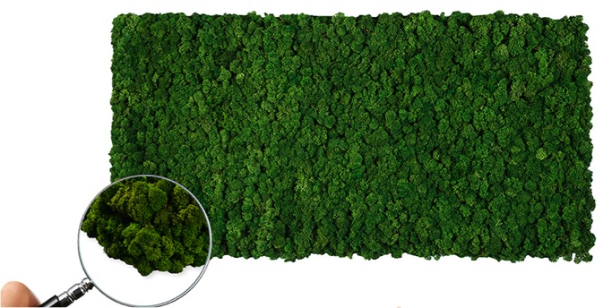 Indoor Moss Walls