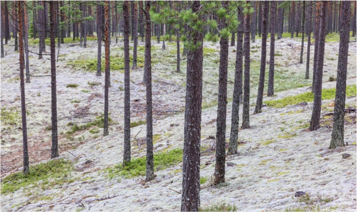 Indoor_Moss_Walls_1.jpg