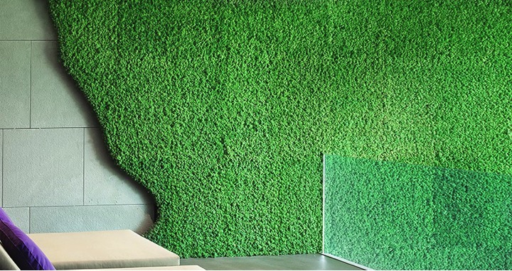 Indoor Moss Walls