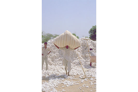 cotton bads
